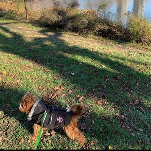 Canada Pooch Dog Coat Size 16